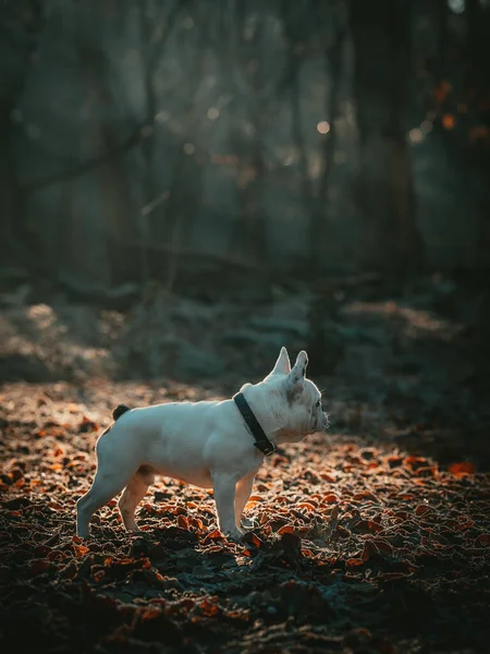 Hund Skogen — Stockfoto