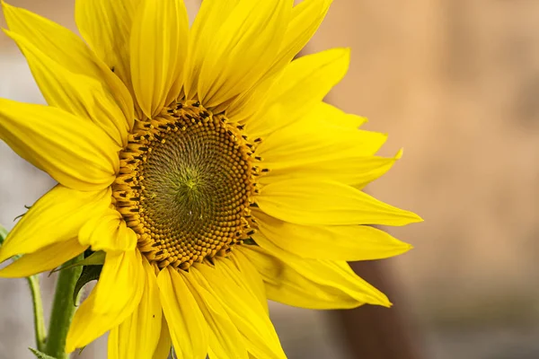 黄花背景上的向日葵 — 图库照片