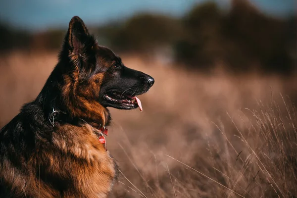 Porträt Eines Schönen Hundes — Stockfoto