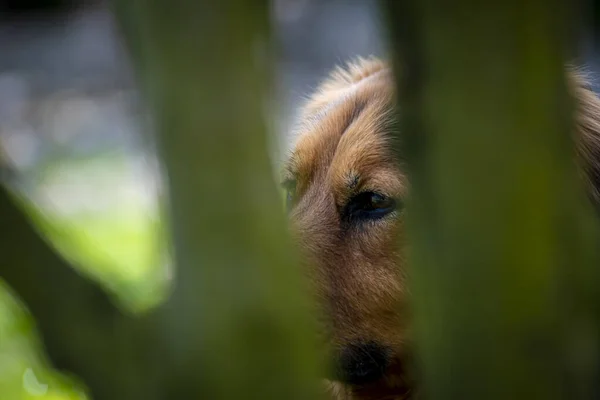 Gros Plan Écureuil Mignon — Photo