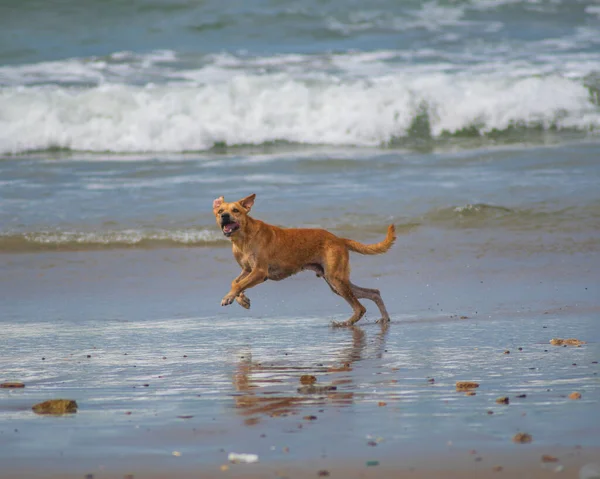 Cane Che Gioca Con Una Palla Sulla Spiaggia — Foto Stock