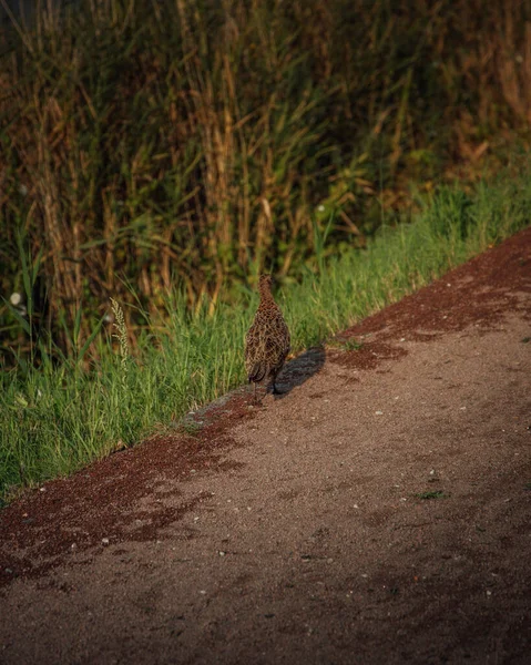 Een Close Shot Van Een Kat Zittend Een Grond — Stockfoto