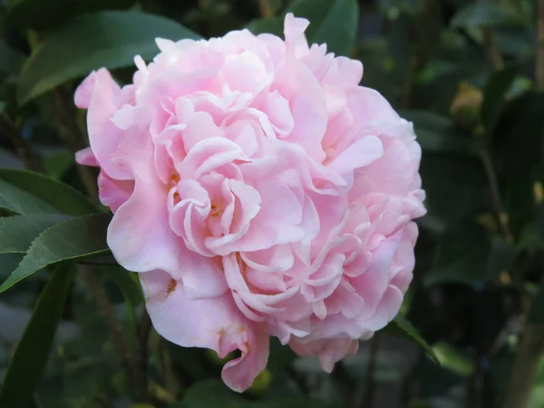 Krásná Růžová Růže Zelenými Listy Zahradě — Stock fotografie
