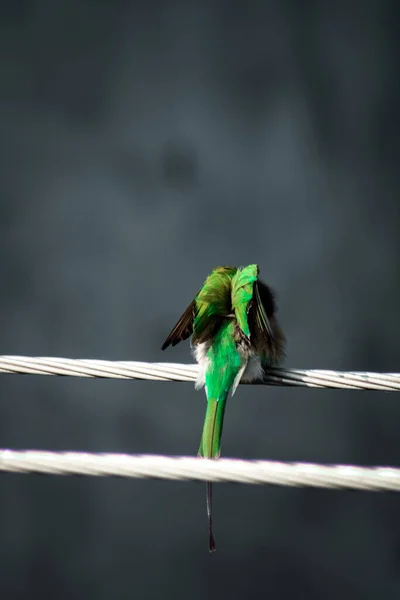 Bird Branch Tree — Stock Photo, Image