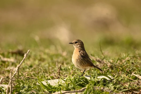 Ptak Zielonej Trawie — Zdjęcie stockowe