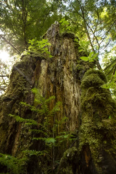 Коріння Дерев Лісі — стокове фото