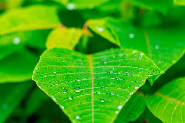 Folha Verde Com Gotas Água — Fotografia de Stock