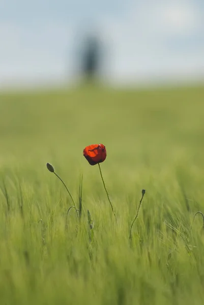 Flores Rojas Amapola Prado — Foto de Stock