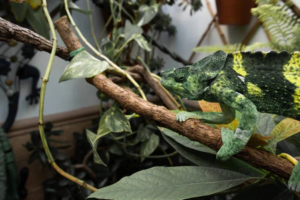 Lagarto Bonito Sentado Galho Árvore — Fotografia de Stock