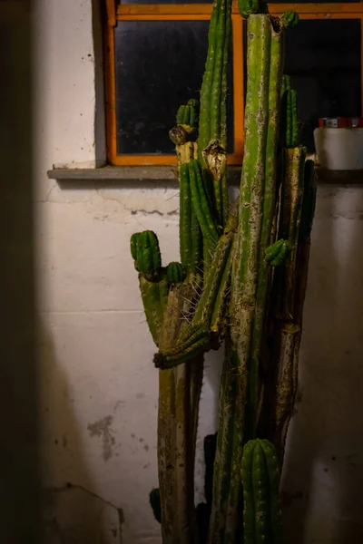 Gros Plan Beau Cactus Vert — Photo