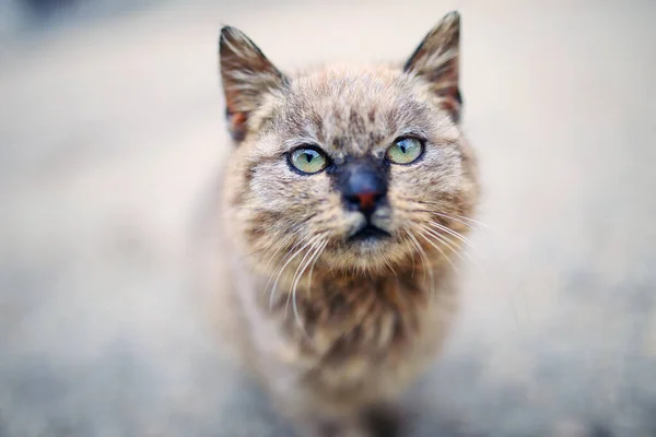 귀여운 고양이 — 스톡 사진