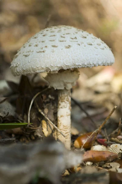 Close White Mushroom Forest — стоковое фото