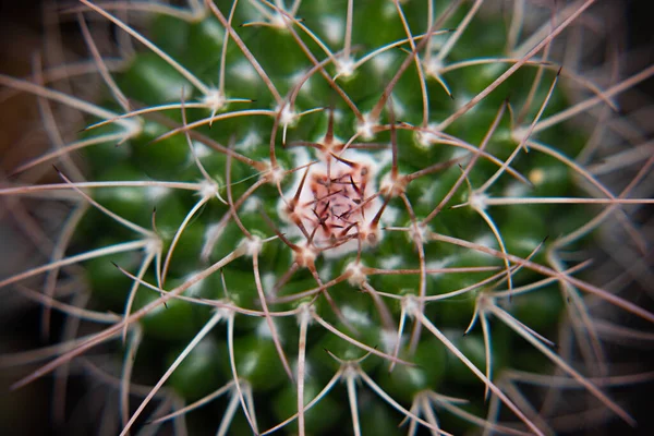 Close Cactus Pot — стоковое фото