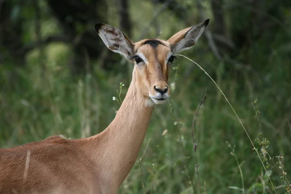 Closeup Shot Male African Deer Standing Grass — Stock Photo, Image