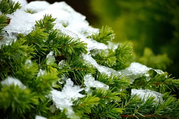 Grüner Tannenzweig Mit Schnee Auf Dem Hintergrund Des Waldes — Stockfoto