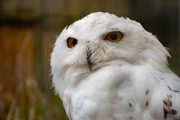 Close White Owl — Stock Photo, Image