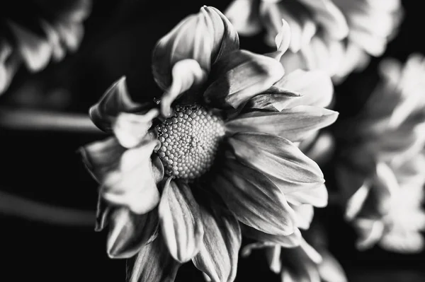 Foto Blanco Negro Una Hermosa Flor — Foto de Stock