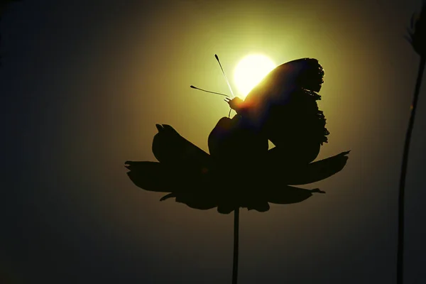 Bela Borboleta Fundo Preto — Fotografia de Stock