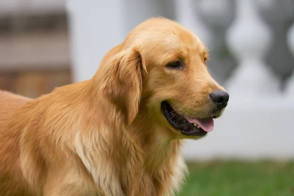 Porträt Eines Süßen Hundes — Stockfoto