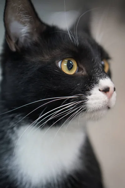 Svart Och Vit Katt Med Vackert Ansikte — Stockfoto