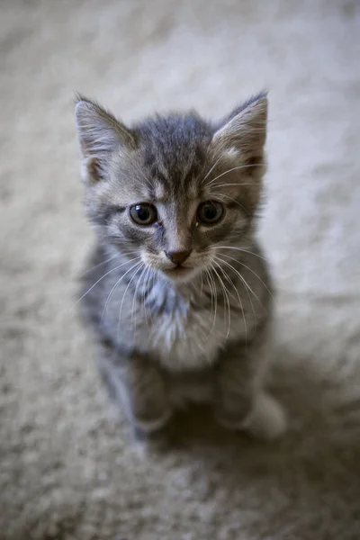 Lindo Gato Con Ojos Azules — Foto de Stock