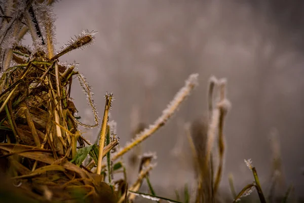 Krásný Botanický Záběr Přírodní Tapety — Stock fotografie