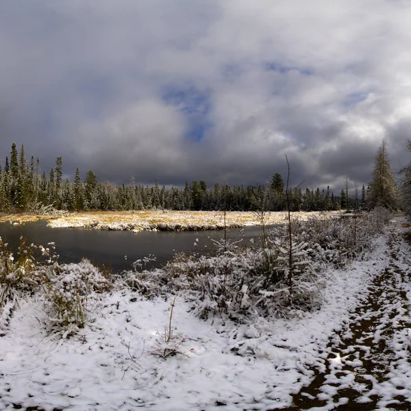 Χειμερινό Δάσος Καλυμμένο Χιόνι — Φωτογραφία Αρχείου