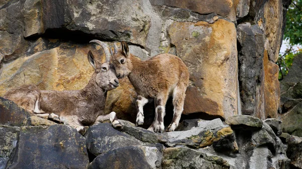 Young Kangaroo Zoo — Stock Photo, Image