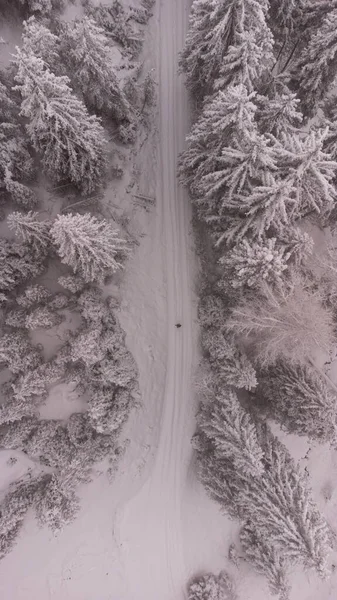 冬季雪地森林的鸟瞰图 — 图库照片