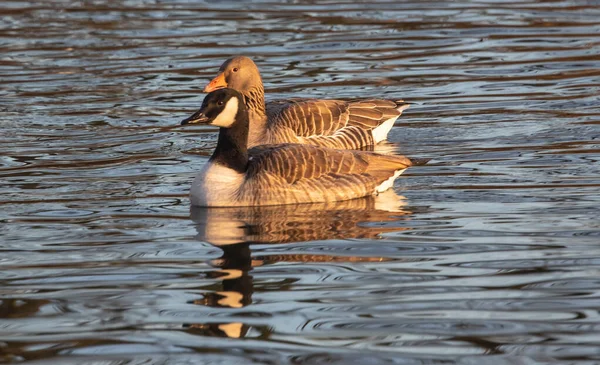 Beau Canard Nageant Dans Lac — Photo