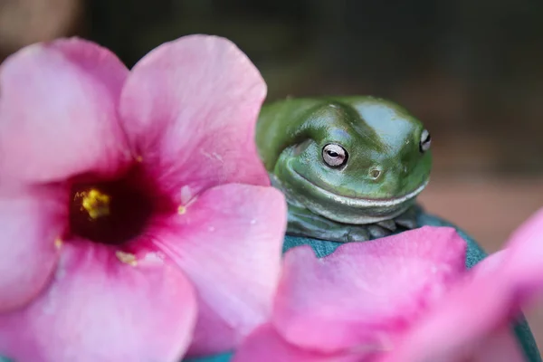 Detailní Záběr Krásné Růžové Zelené Žáby Rozmazaném Pozadí — Stock fotografie