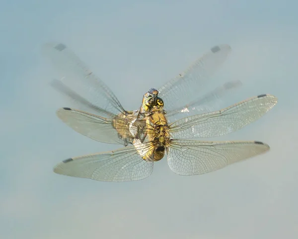 Dragonfly Синьому Фоні — стокове фото