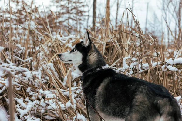 Cão Neve — Fotografia de Stock