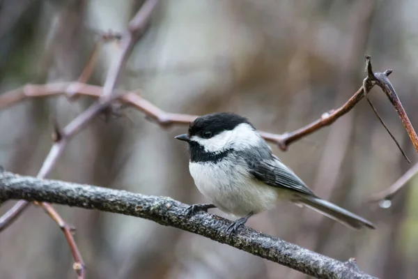 Vogel Een Tak — Stockfoto