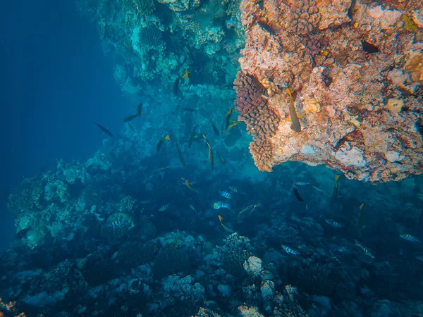 Récif Corallien Dans Belle Mer Monde Marin — Photo