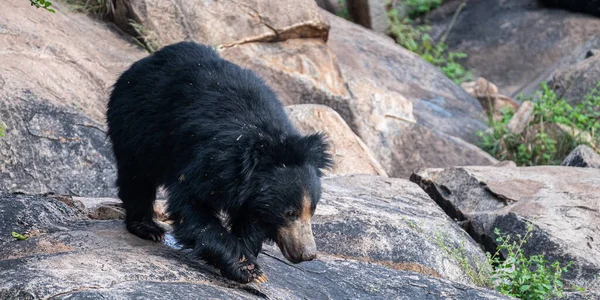 Oso Negro Bosque — Foto de Stock