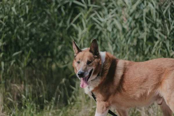 Parktaki Köpek — Stok fotoğraf