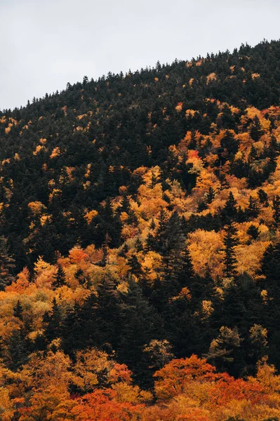 Outono Paisagem Com Árvores Floresta — Fotografia de Stock