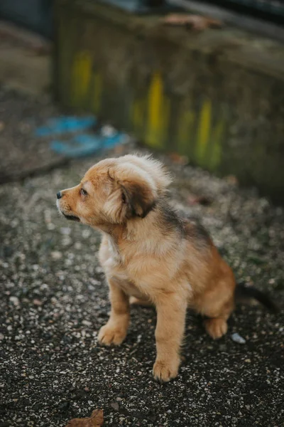 Собака Парке Фоне Природы — стоковое фото