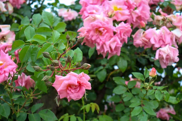 Hermosas Flores Que Crecen Jardín —  Fotos de Stock