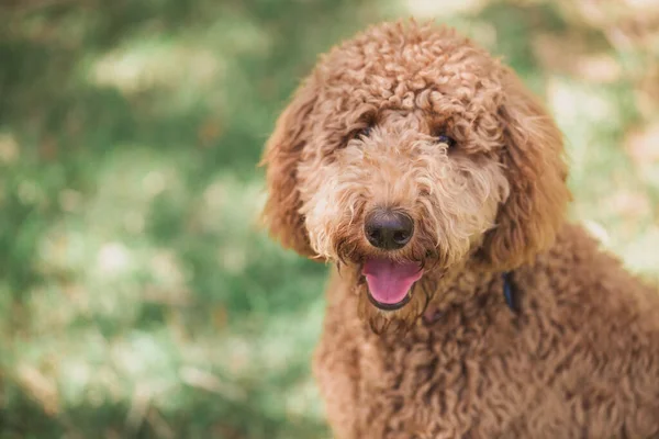 Portrait Cute Dog — Stock Photo, Image