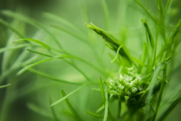 Green Grass Dew Drops — Stock Photo, Image