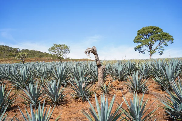 Plantas Que Crecen Desierto —  Fotos de Stock