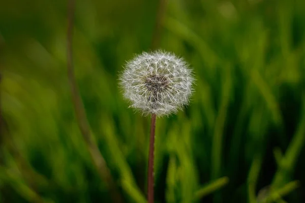 Maskros Blomma Grön Bakgrund — Stockfoto