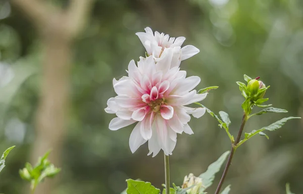 Beautiful Flowers Growing Garden — Stock Photo, Image