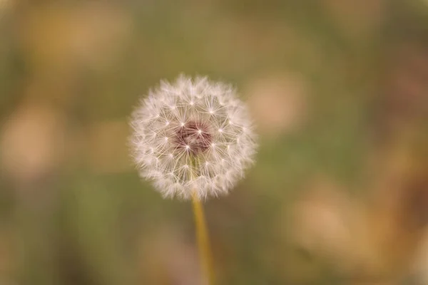 Yeşil Arka Planda Karahindiba Çiçeği — Stok fotoğraf