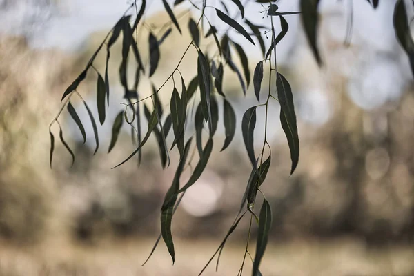 Зеленые Листья Фоне Солнца — стоковое фото