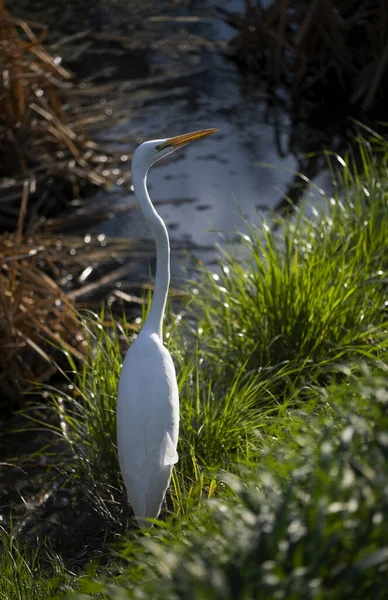 Héron Blanc Dans Eau — Photo