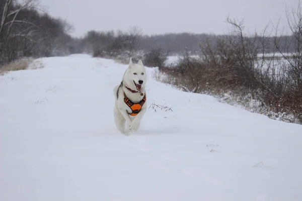 Pies Biegający Śniegu — Zdjęcie stockowe