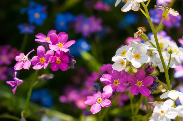 Τρυφερά Λουλούδια Που Μεγαλώνουν Στον Κήπο — Φωτογραφία Αρχείου